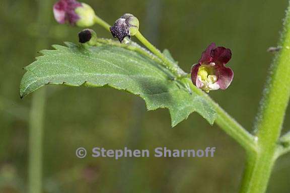 scrophularia californica 4 graphic